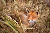 rode vos (vulpes vulpes crucigera) 1-2017 3720